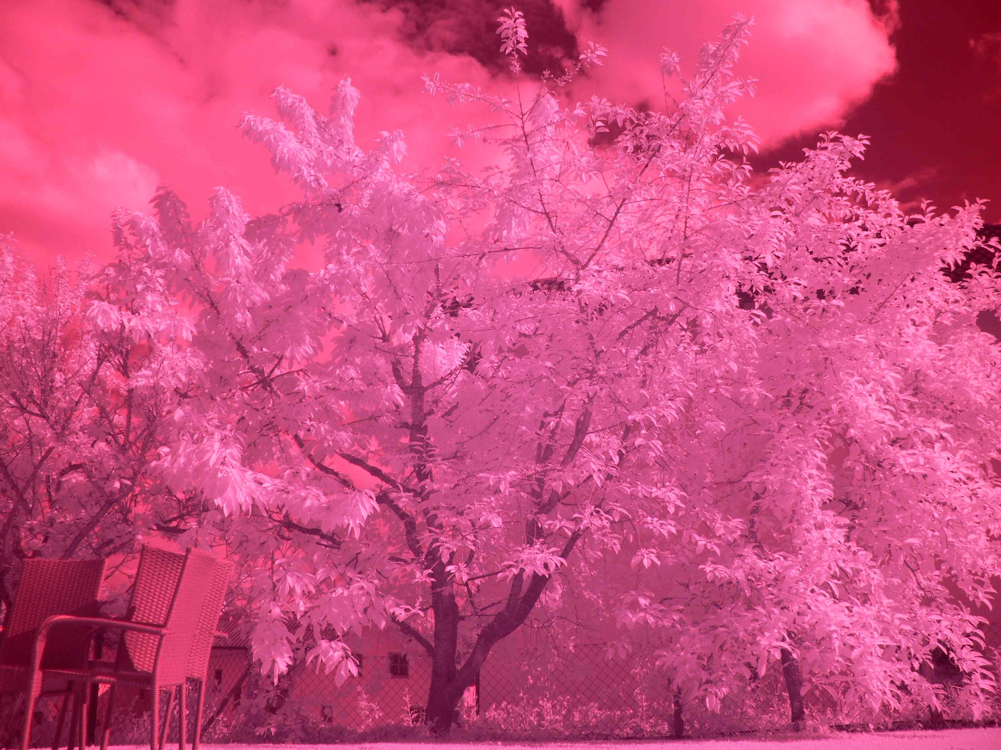 Infrared Photography - Image 1